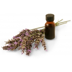 Spike lavender oil